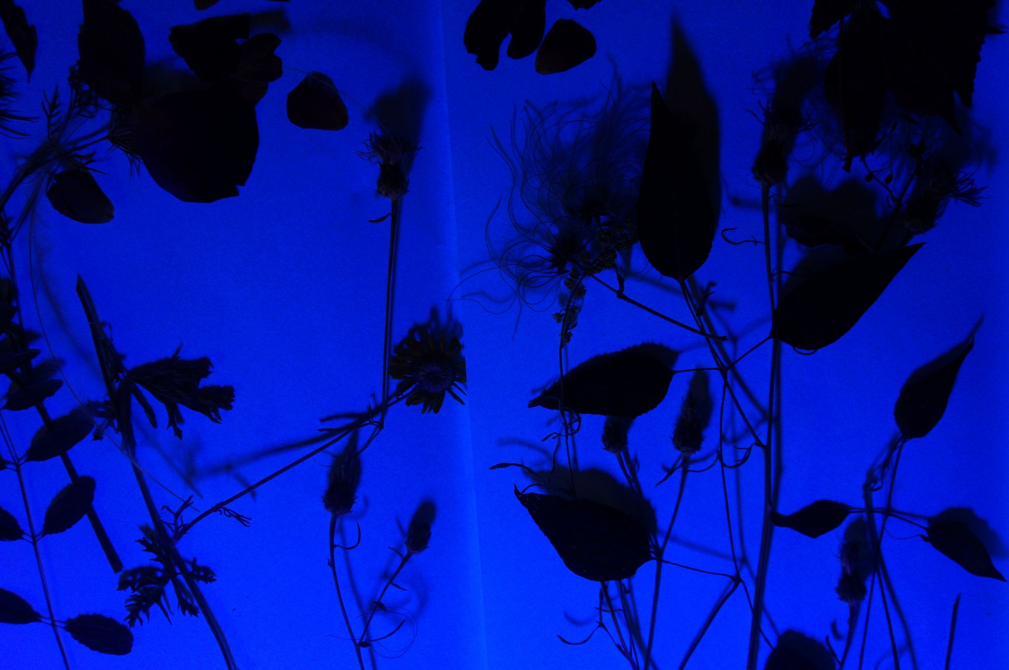 blaudruck7 Franz&Frida Atelier