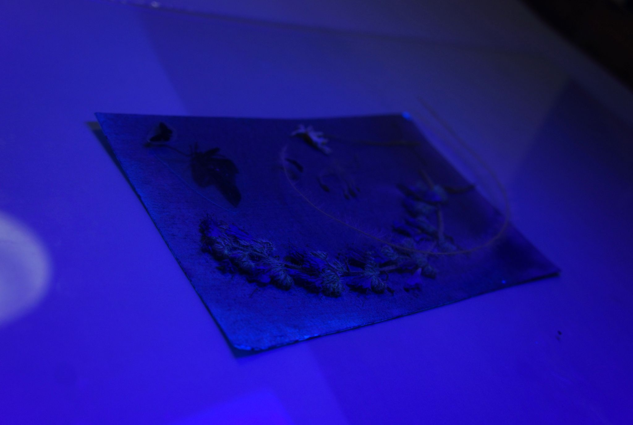 blaudruck8 Franz&Frida Atelier